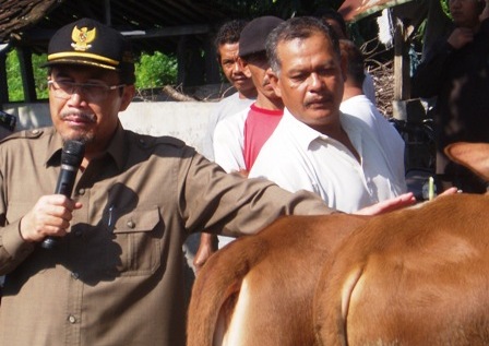 Kementan Data Ulang Sapi Potong, Sikapi Data BPS